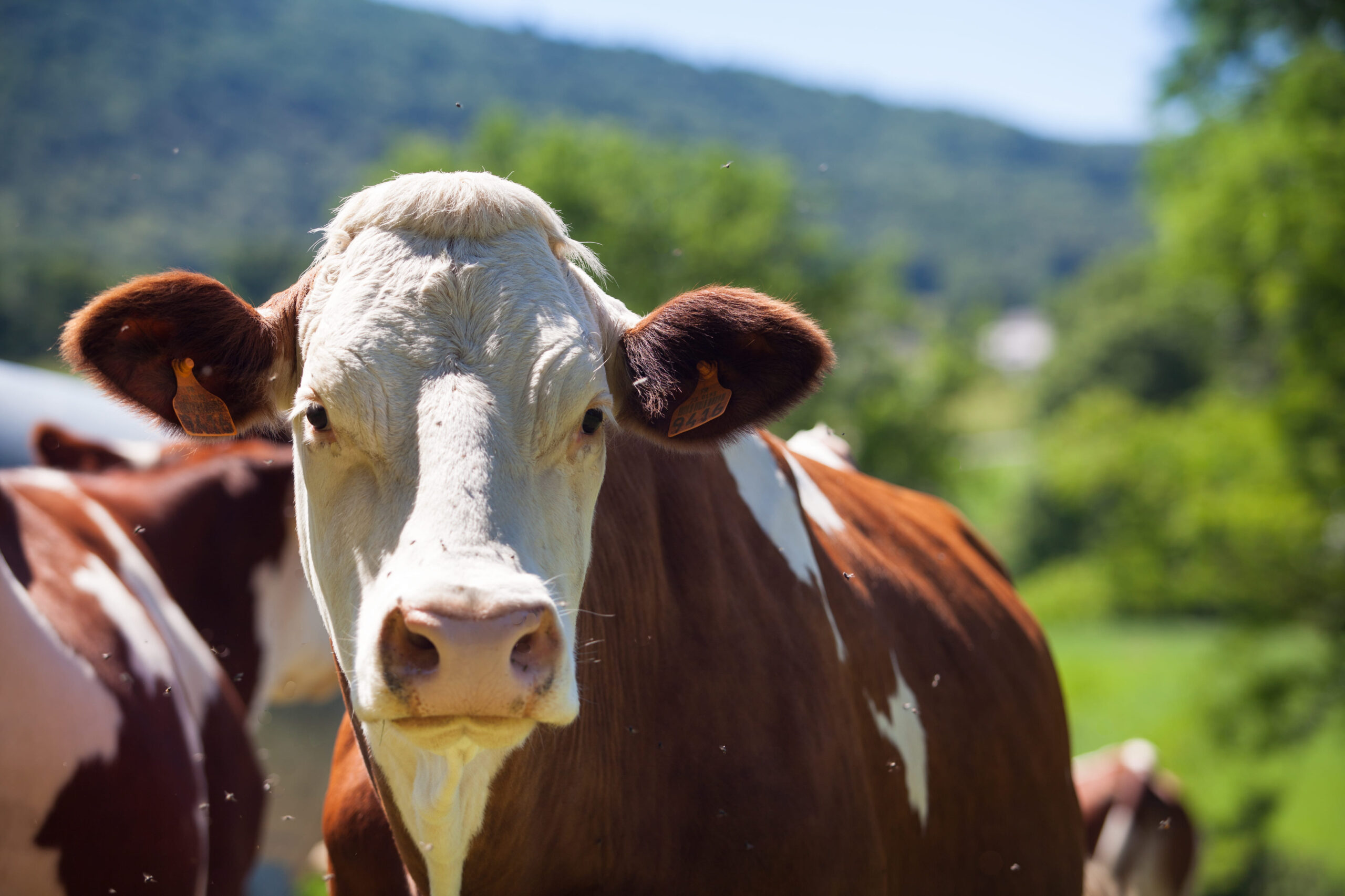 Cow Sharing