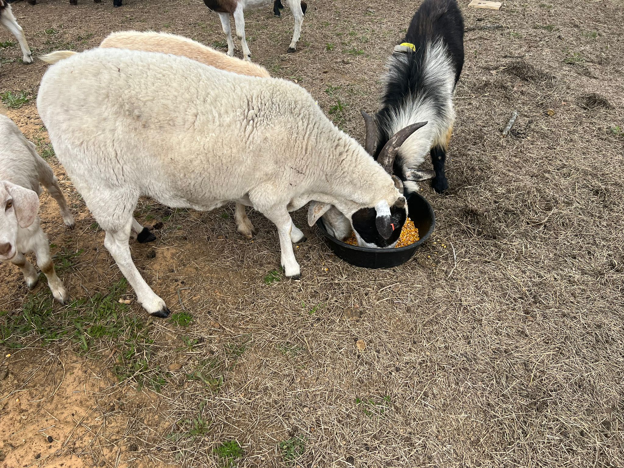 Sheep Large (100 to 120 lbs)